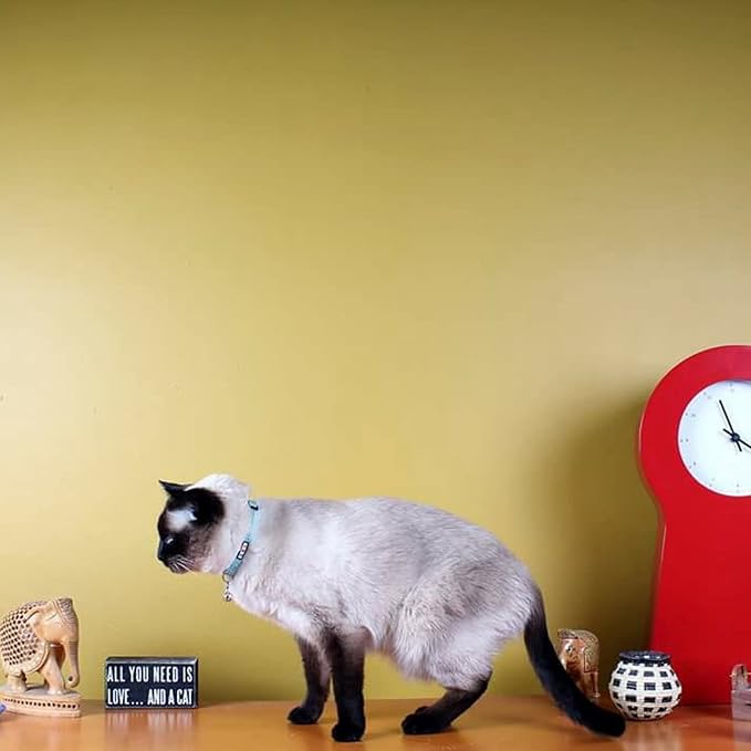 Pawtitas Reflective Black Cat Collar with Safety Buckle and Removable Bell for Kitten and Cats