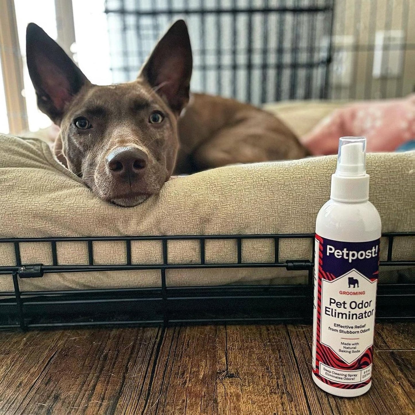 Petpost | Pet Odor Eliminator Spray for Dogs & Cats - Naturally Effective Deodorant and Bad Smell Killer - For Spraying Your Pet or Around the Home 8 oz.