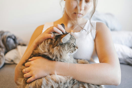 Mastering Cat Grooming: Seasonal Tips and Essential Tools