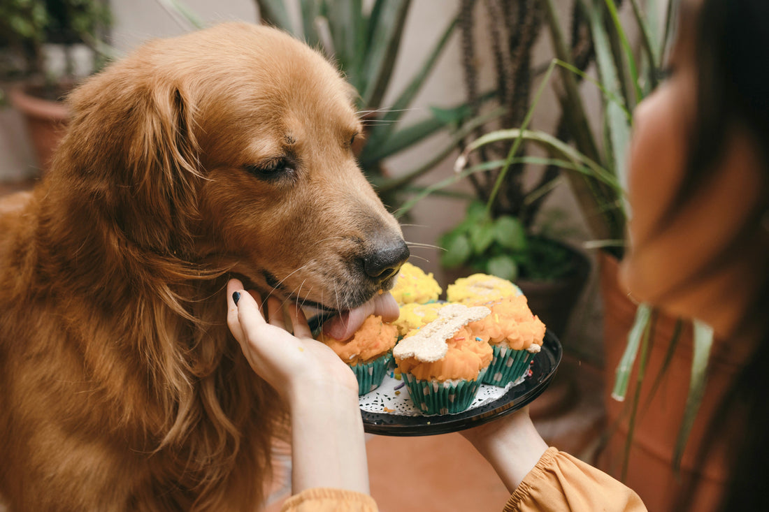Choosing the Right Pet Food: A Complete Guide for a Healthy 'Woof & Meow'