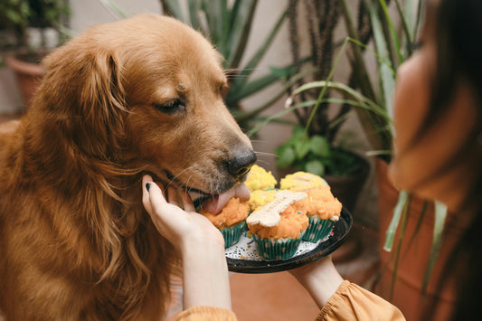 Choosing the Right Pet Food: A Complete Guide for a Healthy 'Woof & Meow'