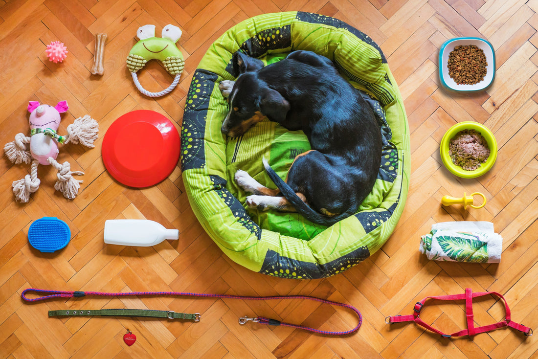 Dog Nosework: More Than Just a Game! A Guide to Smart Play