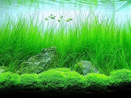 Aquarium Plants Discounts Potted Tall Hairgrass by AquaLeaf Aquatics - Easy Aquatic Live Plant- (Potted Tall Hairgrass, 3 Pack)