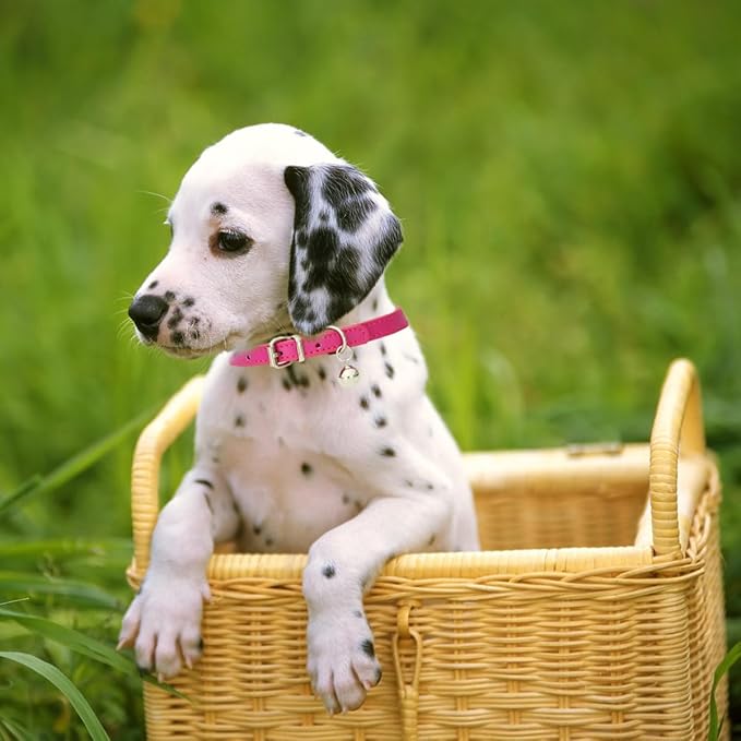 Blue XXS Dog Collar with Bell, Soft Pu Leather Small Dog Collars Adjustable Buckle for XXS XS Extra Small Medium Tiny Female Male Boys Girls Pets Puppy Cats Teacup Yorkie XX-Small