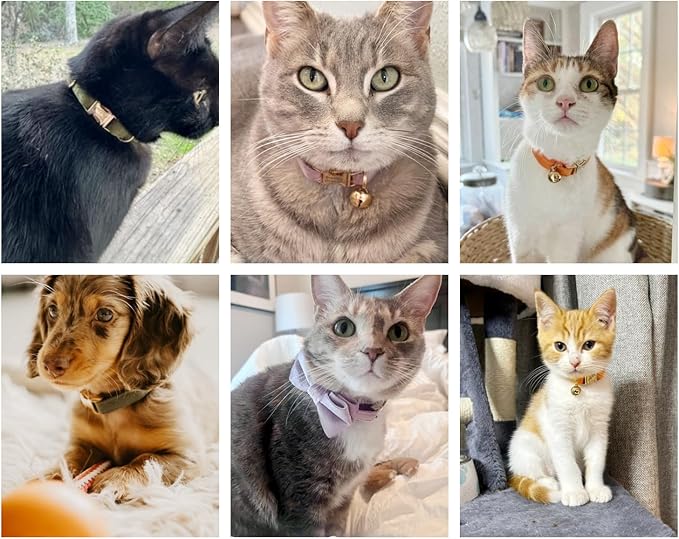 Personalized Cat Collar with Engraved Buckle – Custom Adjustable Kitten Collar with Bell, Choose Buckle Color or Breakaway Safety Design (Velvet)