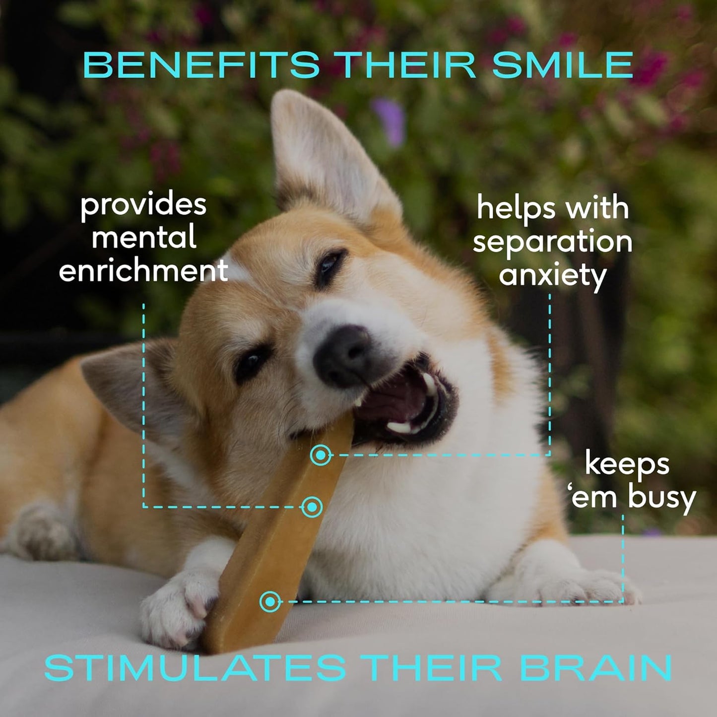 Native Pet Yak Cheese Himalayan Dog Chews - Long Lasting Dental Sticks for Small Breeds– 100% All Natural Himalayan Yak Chews for Small Dogs – Cheese Bone for Aggressive Chewers - 5 Per Pack