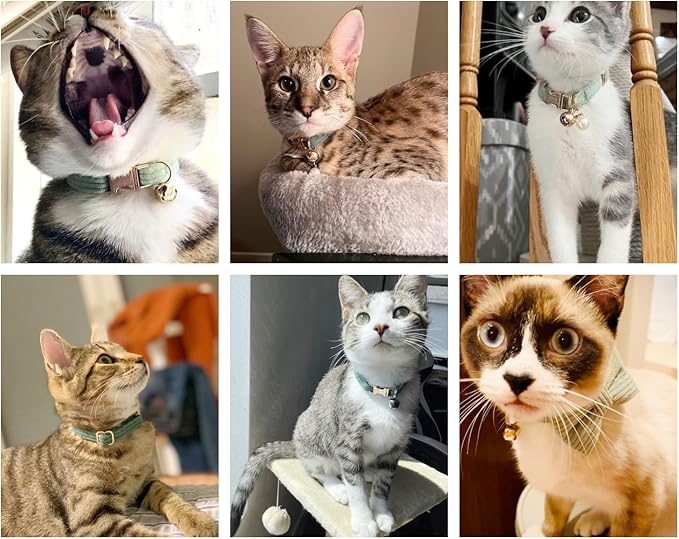 Personalized Cat Collar with Engraved Buckle – Custom Adjustable Kitten Collar with Bell, Choose Buckle Color or Breakaway Safety Design (Corduroy)