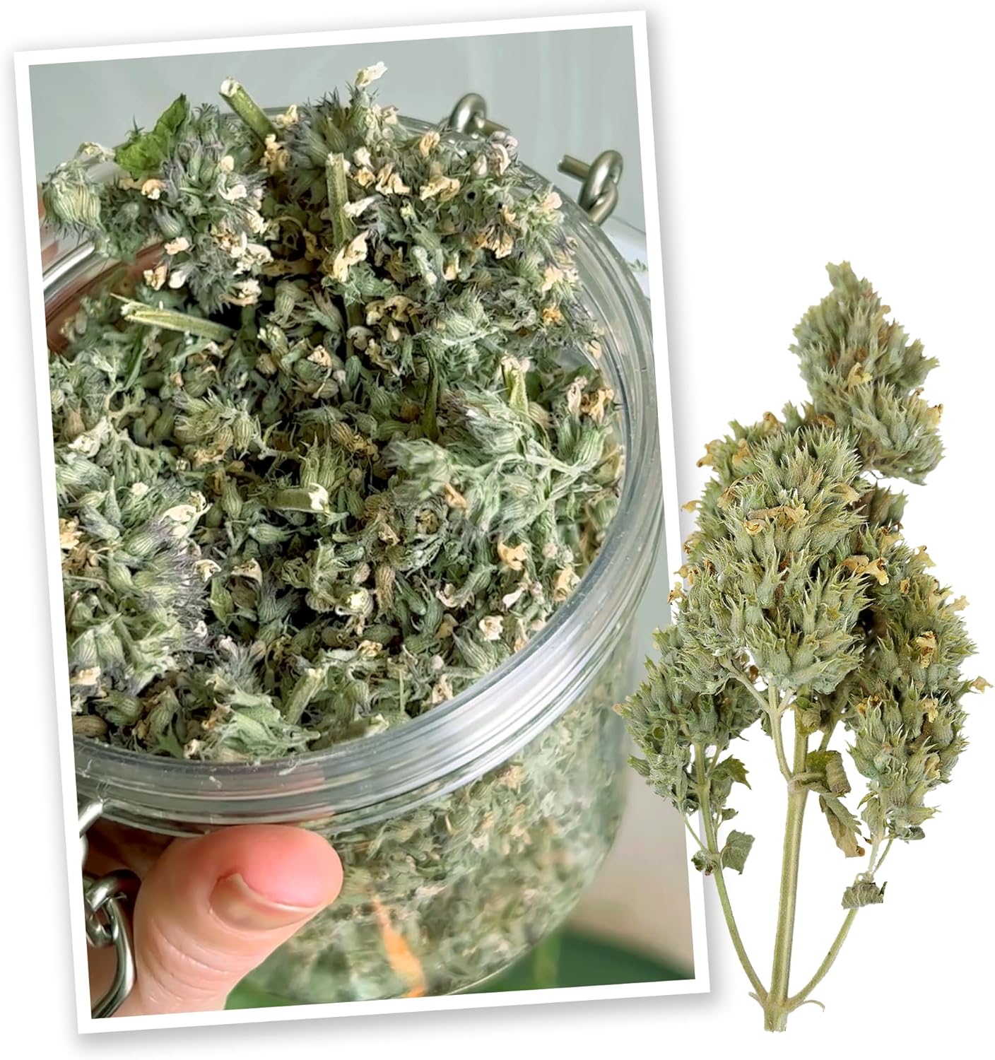 Meowijuana | Dried Catnip Buds Jar | Premium Organic Catnip | Grown in North America | Perfect for Cat Toys | Fresh Catnip for Extended Playtime | Elevate Your Cat's Enjoyment