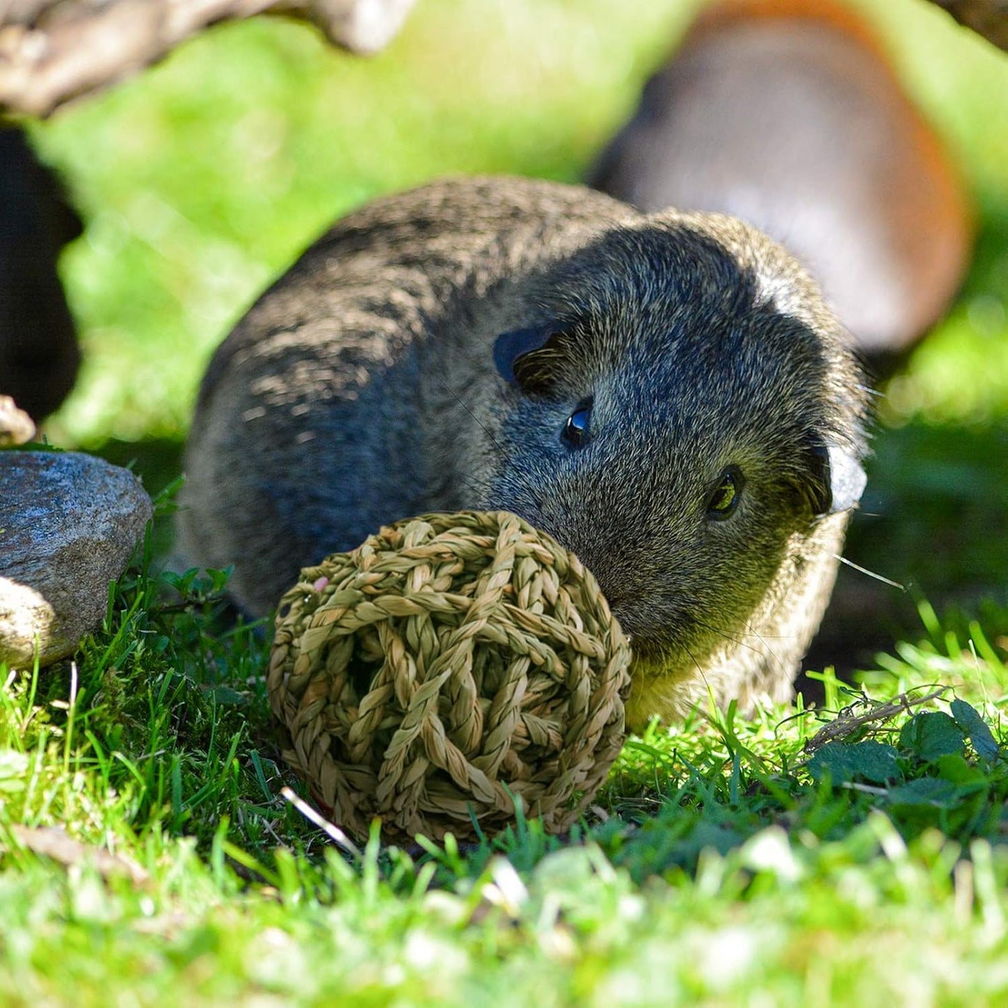 10 Pcs Small Animals Play Balls Rolling Activity Chew Toys Gnawing Treats for Rabbits Guinea Pigs Chinchilla Bunny Natural Balls, Pet Cage Entertainment Accessories(10Pcs)