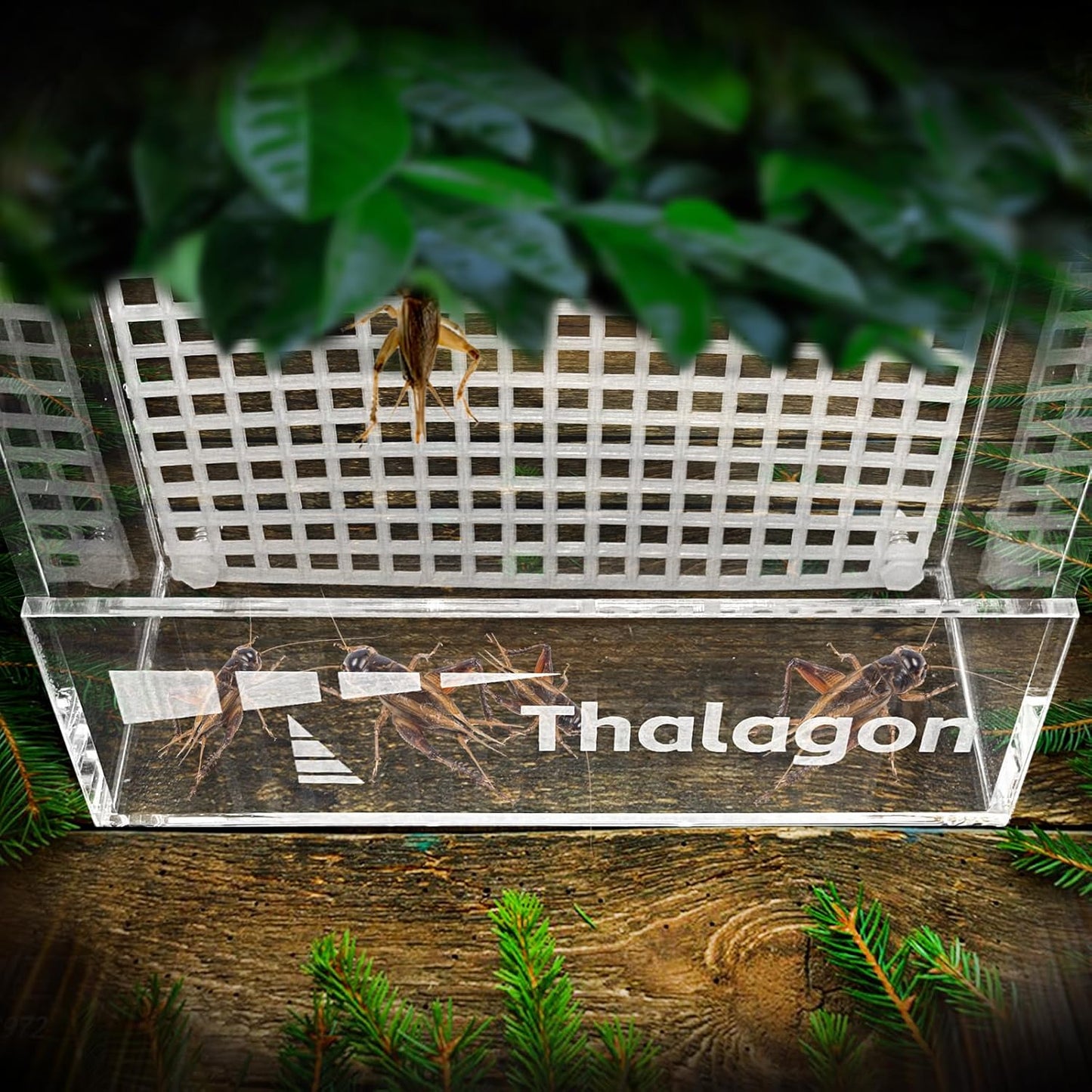 Bearded Dragon Feeder, Transparentk Acrylic Reptile Feeder Box, Chameleon Bug Bowl, Wall-Mounted Insect Feeder with Suction Cups, Tank and Aquarium Accessories for Lizard Bearded Dragon Frog