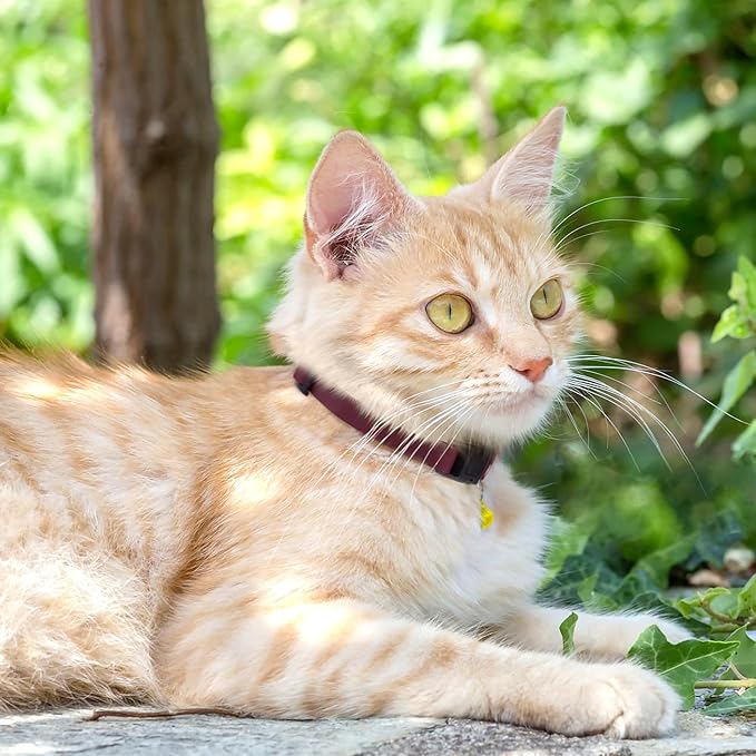 Breakaway Cat Collar with Bell - Leather Adjustable Kitten Collars with Safety Quick Release Buckle - Soft Small Pet Collars for Girl & Boy Cats (Burgundy)