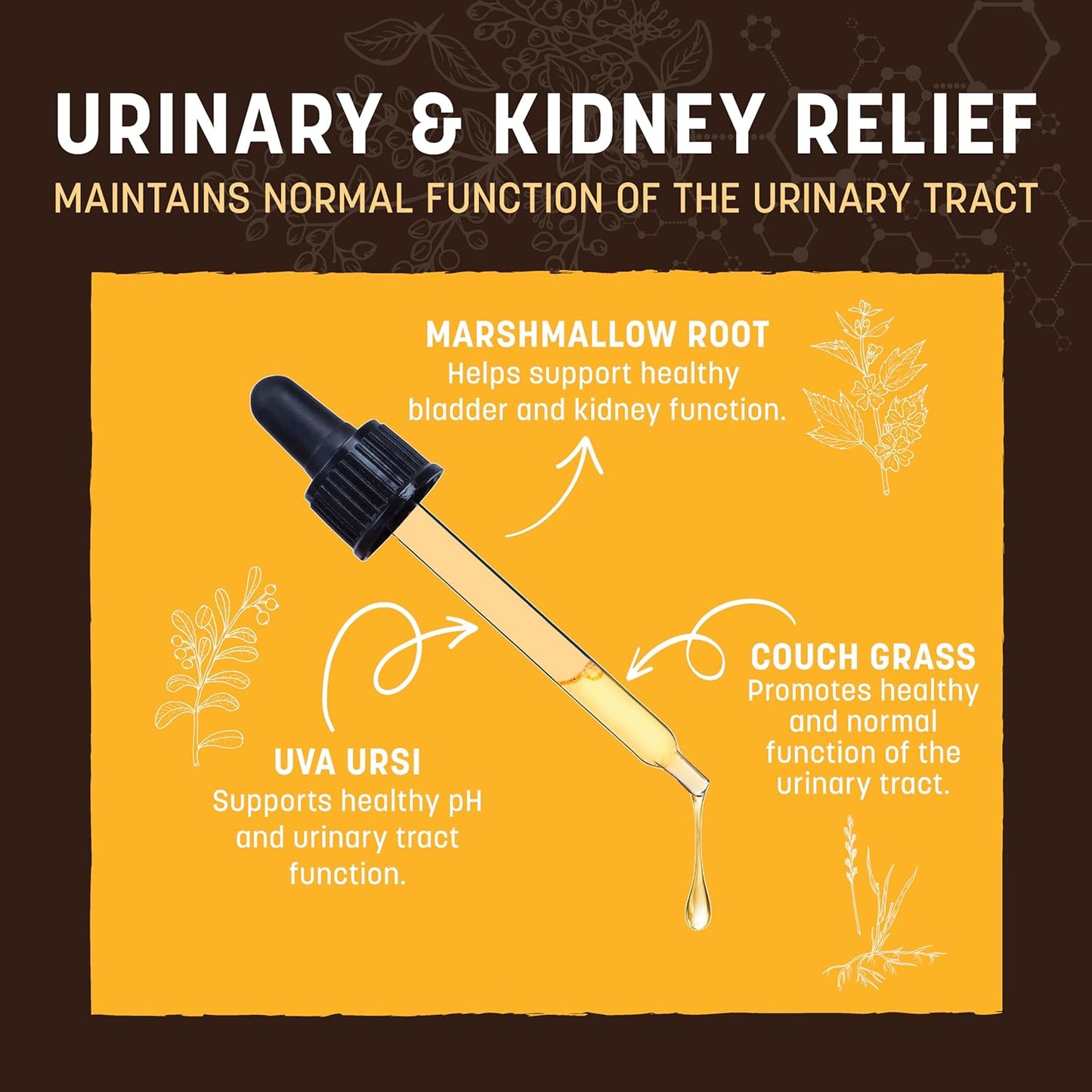 Earth Animal Herbal Remedies | Urinary and Kidney Relief | 2 fl oz