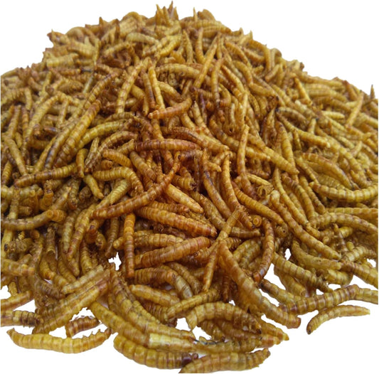 Aquatic Foods Inc. Mealworms- Freeze Dried Mealworms for Tropical Fish, Pond Fish, Reptiles, Turtles, Tortoises, Frogs, Hamsters, Birds, Rodents…10oz Med Jar