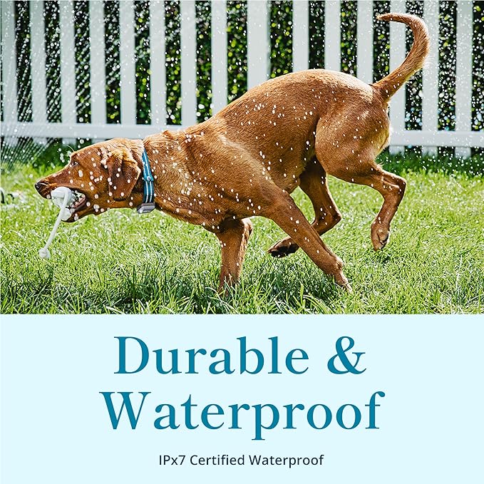 Petivity Smart GPS and Activity Pet Tracker for Dogs Powered by Purina, Waterproof Real Time Tracking GPS Dog Collar, Downloadable App, Subscription Required