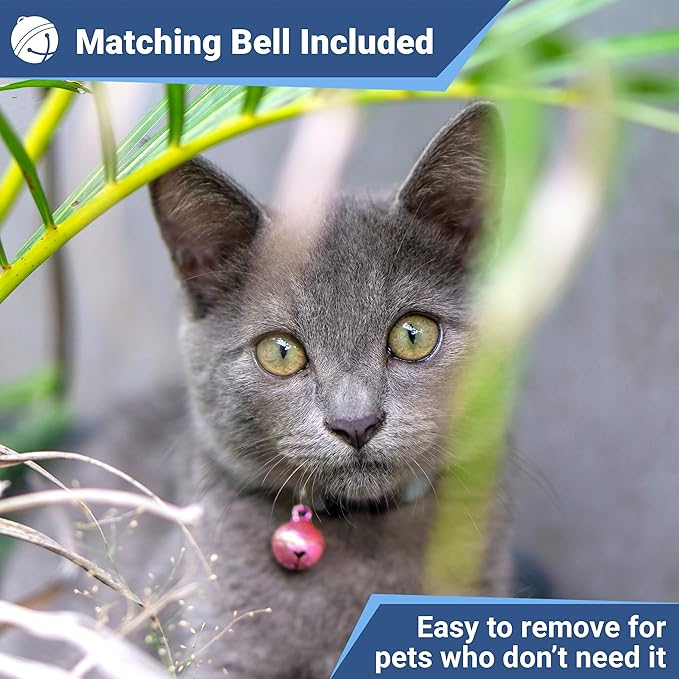 GoTags Personalized Cat Collars with Tag, Engraved Custom Cat Collar with Name and Phone, Breakaway Collar with Safety Buckle and Bell, Adjustable for Cats and Kitten (Pink with Nameplate)