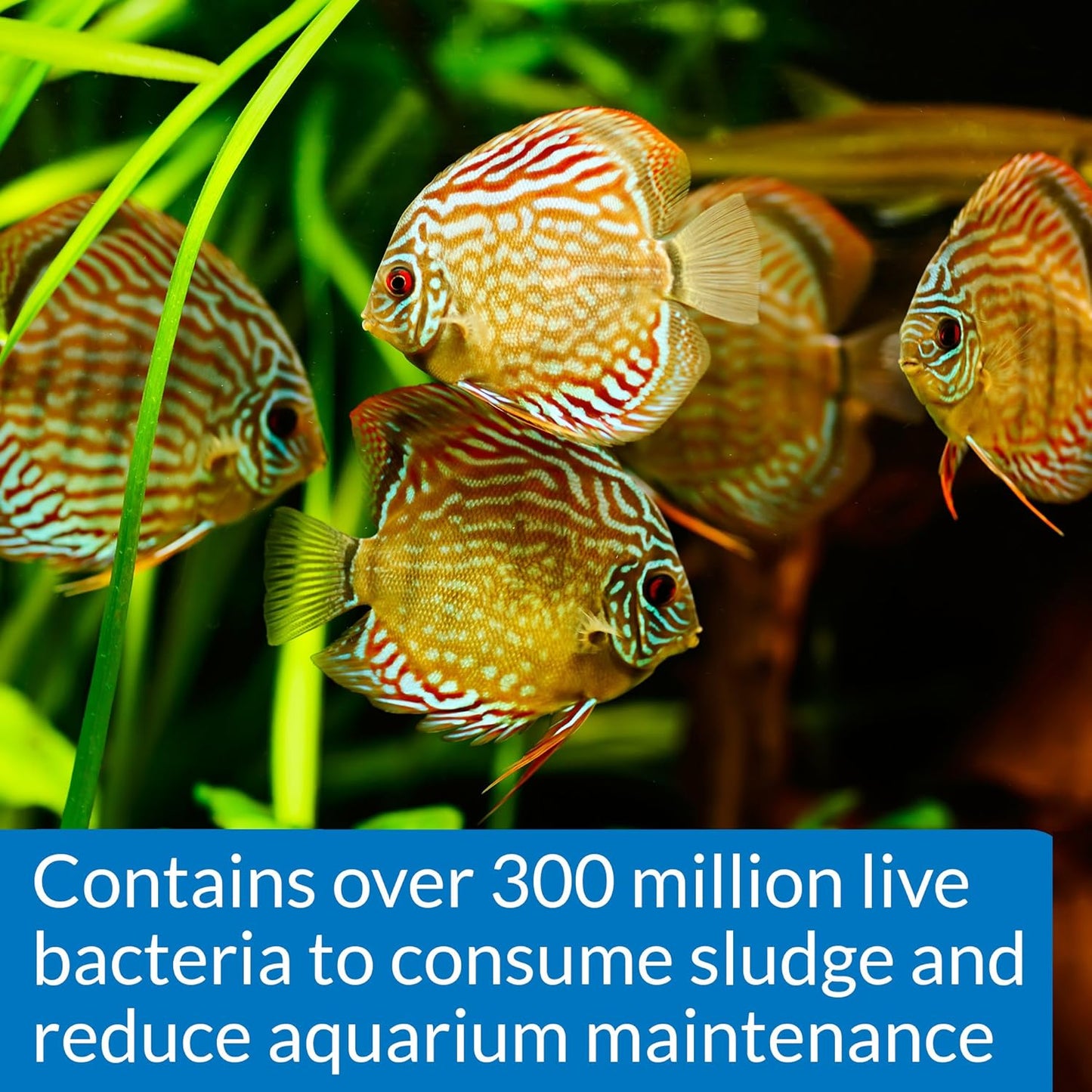 API Stress Zyme Freshwater and Saltwater Aquarium Cleaning Solution 1-Gallon Bottle