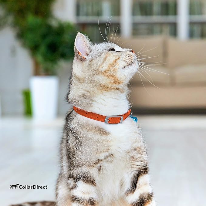 CollarDirect Leather Cat Collar, Cat Safety Collar with Elastic Strap, Kitten Collar for Cat with Bell Black Blue Red Orange Lime Green (Neck Fit 6&quot;-7&quot;, Orange)